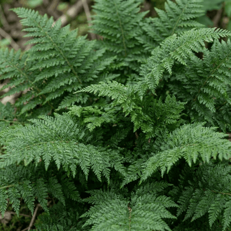 Set of 3 or 6 Soft Shield Fern Polystichum Plumosum Densum Plants, Hardy Evergreen Perennial, 1 Litre Root Ball - Frankton's