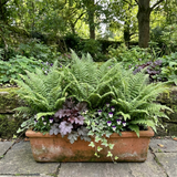 Set of 3 or 6 Soft Shield Fern Polystichum Plumosum Densum Plants, Hardy Evergreen Perennial, 1 Litre Root Ball - Frankton's