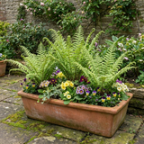 Set of 3 or 6 Soft Shield Fern Polystichum Setiferum Plants, Hardy Evergreen Shade Loving Perennial Ferns, Outdoor Garden Ready, 1 Litre / 11cm Root-Ball - Frankton's