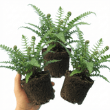Set of 3 or 6 Soft Shield Fern Polystichum Setiferum Plants, Hardy Evergreen Shade Loving Perennial Ferns, Outdoor Garden Ready, 1 Litre / 11cm Root-Ball - Frankton's