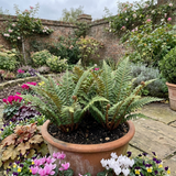 Set of 3 or 6 Soft Shield Fern Polystichum Setiferum Plants, Hardy Evergreen Shade Loving Perennial Ferns, Outdoor Garden Ready, 1 Litre / 11cm Root-Ball - Frankton's