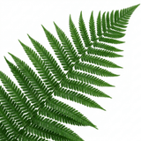Set of 3 or 6 Soft Shield Fern Polystichum Setiferum Plants, Hardy Evergreen Shade Loving Perennial Ferns, Outdoor Garden Ready, 1 Litre / 11cm Root-Ball - Frankton's