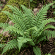 Set of 3 or 6 Soft Shield Fern Polystichum Setiferum Plants, Hardy Evergreen Shade Loving Perennial Ferns, Outdoor Garden Ready, 1 Litre / 11cm Root-Ball - Frankton's