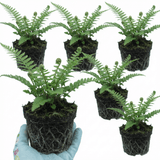 Set of 3 or 6 Soft Shield Fern Polystichum Setiferum Plants, Hardy Evergreen Shade Perennials, 1 Litre Root-Ball - Frankton's