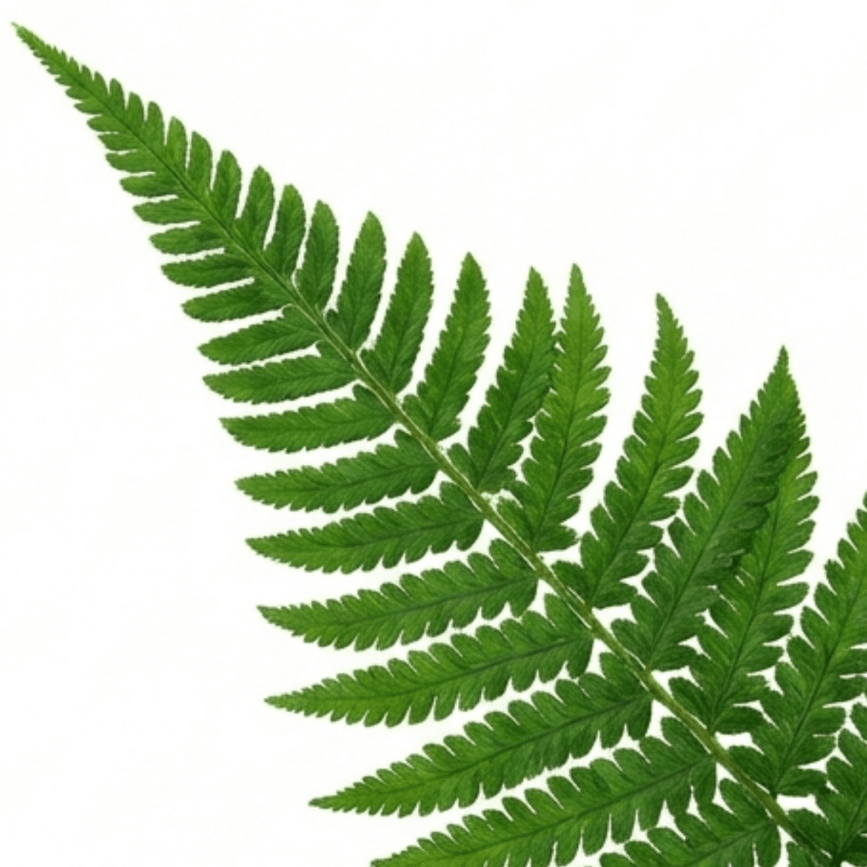 Set of 3 or 6 Soft Shield Fern Polystichum Setiferum Plants, Hardy Evergreen Shade Perennials, 1 Litre Root-Ball - Frankton's
