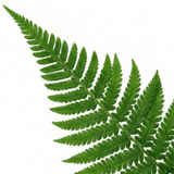 Set of 3 or 6 Soft Shield Fern Polystichum Setiferum Plants, Hardy Evergreen Shade Perennials, 1 Litre Root-Ball - Frankton's