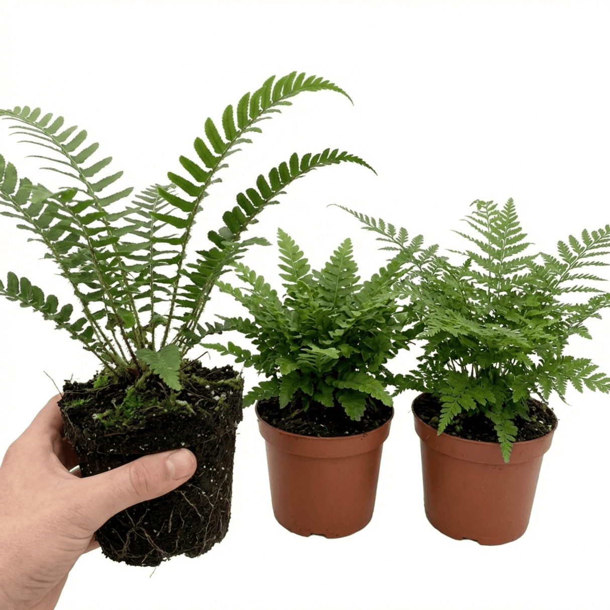 Set of 3 or 6 Soft Shield Fern Polystichum Setiferum Plants, Hardy Evergreen Shade Perennials, 1 Litre Root-Ball - Frankton's