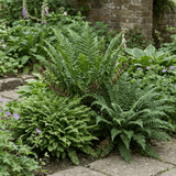 Set of 3 or 6 Soft Shield Fern Polystichum Setiferum Plants, Hardy Evergreen Shade Perennials, 1 Litre Root-Ball - Frankton's