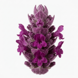 Set of 3 or 6 Stachys Byzantina ‘Lamb’s Ear’ Hardy Evergreen Perennial Plants, Low Maintenance, Border Garden Ready, 1 Litre Root-Ball - Frankton's