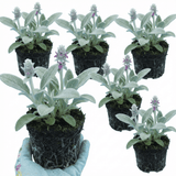 Set of 3 or 6 Stachys Byzantina Lamb's Ear Plants, Hardy Silver Leaf Perennial Ground Cover, 1Ltr Root Ball - Frankton's