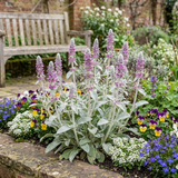 Set of 3 or 6 Stachys Byzantina Lamb's Ear Plants, Hardy Silver Leaf Perennial Ground Cover, 1Ltr Root Ball - Frankton's