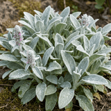 Set of 3 or 6 Stachys Byzantina Lamb's Ear Plants, Hardy Silver Leaf Perennial Ground Cover, 1Ltr Root Ball - Frankton's