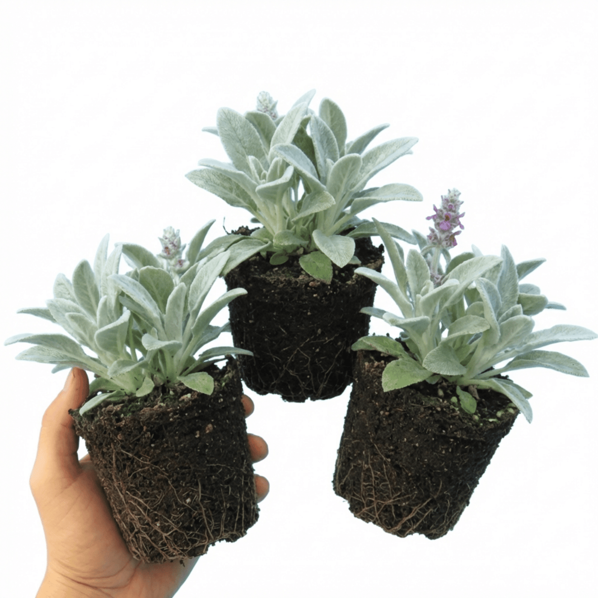 Set of 3 or 6 Stachys Byzantina Lamb's Ear Plants, Hardy Silver Leaf Perennial Ground Cover, 1Ltr Root Ball - Frankton's