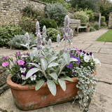 Set of 3 or 6 Stachys Byzantina Lamb's Ear Plants, Hardy Silver Leaf Perennial Ground Cover, 1Ltr Root Ball - Frankton's