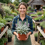 Set of 3 or 6 Stachys Byzantina Lamb's Ear Plants, Hardy Silver Leaf Perennial Ground Cover, 1Ltr Root Ball - Frankton's