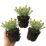 Set of 3 or 6 Thymus citriodorus ‘Doone Valley’ Thyme Herb Plants, Hardy Perennial Culinary Herb, Outdoor Garden Ready, 1 Litre Root-Ball - Frankton's