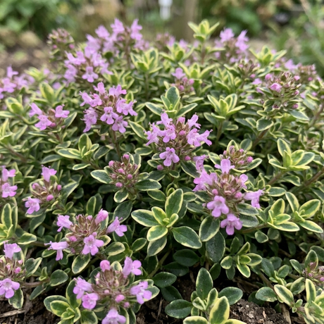 Set of 3 or 6 Thymus citriodorus ‘Doone Valley’ Thyme Herb Plants, Hardy Perennial Culinary Herb, Outdoor Garden Ready, 1 Litre Root-Ball - Frankton's