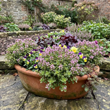 Set of 3 or 6 Thymus citriodorus ‘Doone Valley’ Thyme Herb Plants, Hardy Perennial Culinary Herb, Outdoor Garden Ready, 1 Litre Root-Ball - Frankton's