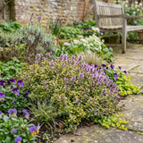 Set of 3 or 6 Thymus citriodorus ‘Doone Valley’ Thyme Herb Plants, Hardy Perennial Culinary Herb, Outdoor Garden Ready, 1 Litre Root-Ball - Frankton's