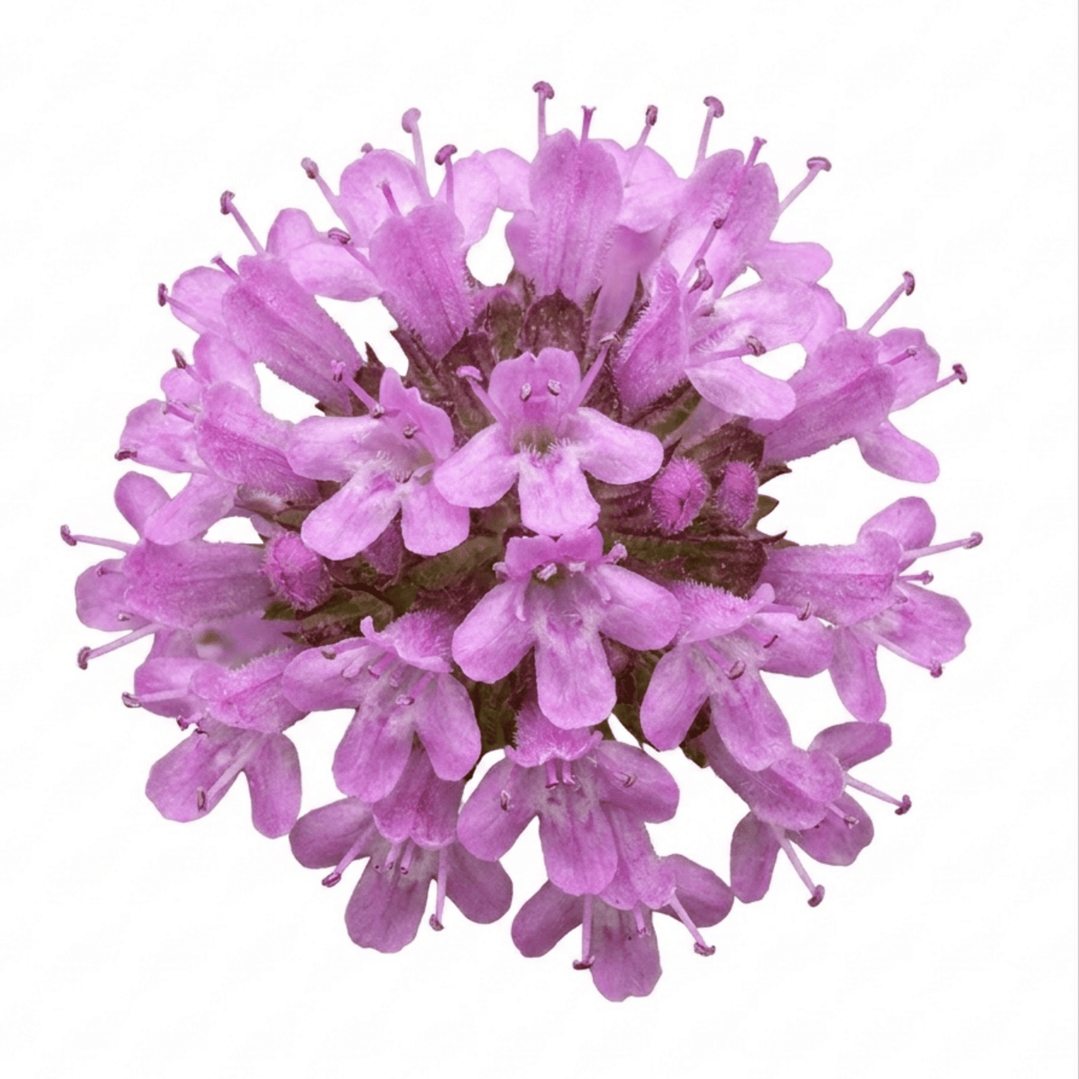 Set of 3 or 6 Thymus citriodorus ‘Doone Valley’ Thyme Herb Plants, Hardy Perennial Culinary Herb, Outdoor Garden Ready, 1 Litre Root-Ball - Frankton's