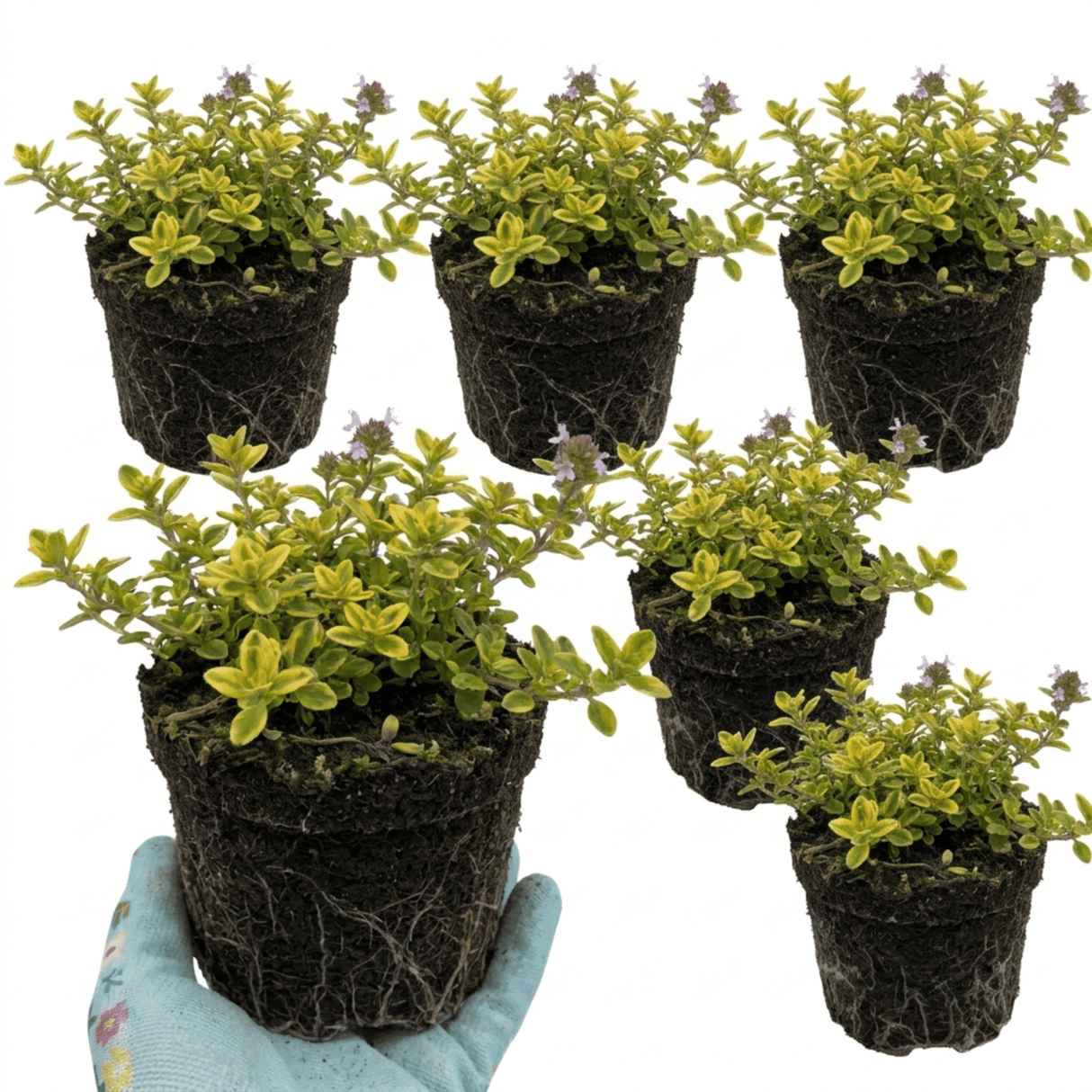Set of 3 or 6 Thymus citriodorus ‘Doone Valley’ Thyme Herb Plants, Hardy Perennial Culinary Herb, Outdoor Garden Ready, 1 Litre Root-Ball - Frankton's
