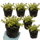 Set of 3 or 6 Thymus citriodorus ‘Doone Valley’ Thyme Herb Plants, Hardy Perennial Culinary Herb, Outdoor Garden Ready, 1 Litre Root-Ball - Frankton's