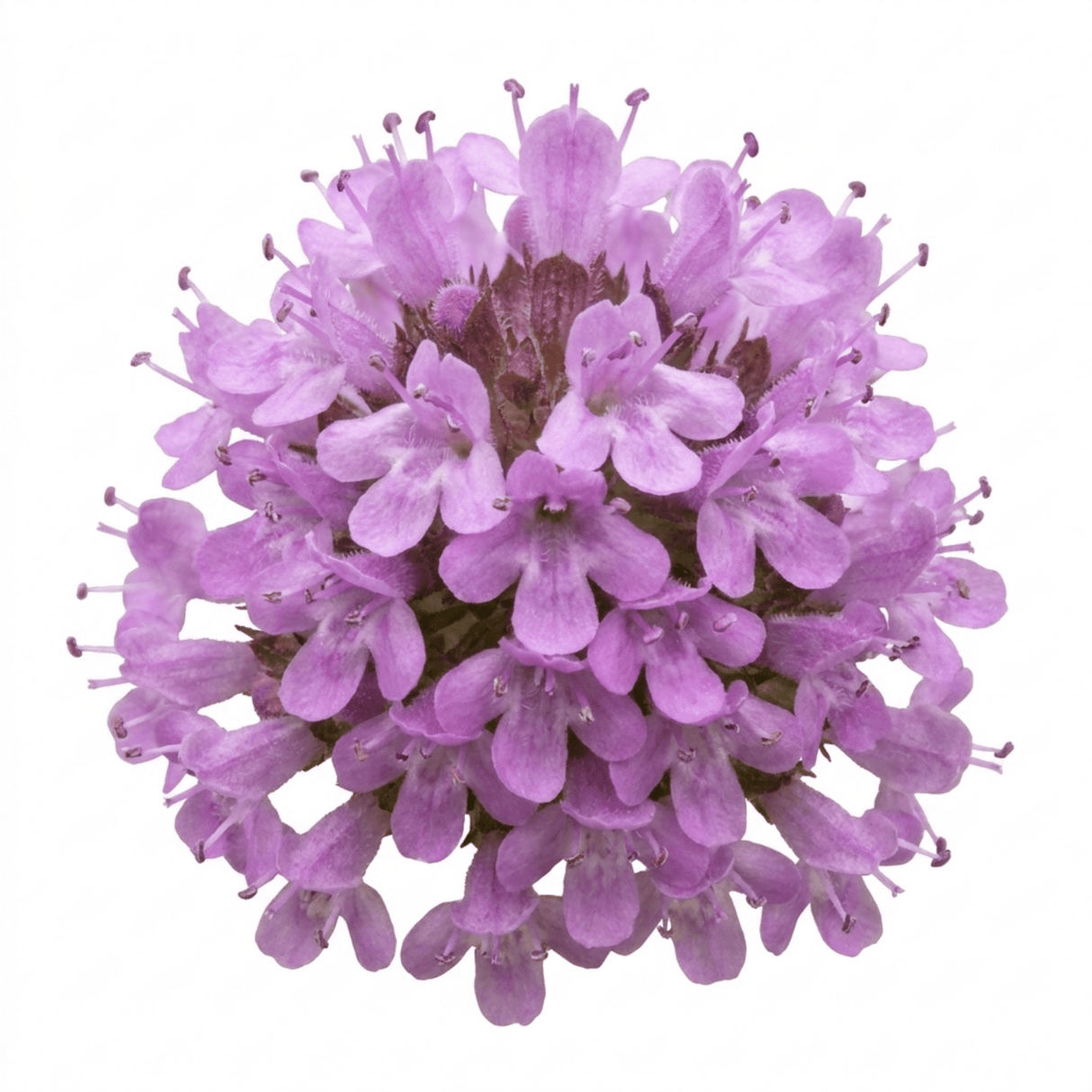 Set of 3 or 6 Thymus Precompa Thyme Herb Plants, Hardy Perennial Culinary Herb, Outdoor Garden Ready, 1 Litre Root-Ball - Frankton's