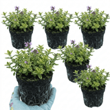 Set of 3 or 6 Thymus Precompa Thyme Herb Plants, Hardy Perennial Culinary Herb, Outdoor Garden Ready, 1 Litre Root-Ball - Frankton's