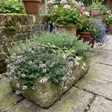 Set of 3 or 6 Thymus Precompa Thyme Herb Plants, Hardy Perennial Culinary Herb, Outdoor Garden Ready, 1 Litre Root-Ball - Frankton's