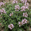 Set of 3 or 6 Thymus Precompa Thyme Herb Plants, Hardy Perennial Culinary Herb, Outdoor Garden Ready, 1 Litre Root-Ball - Frankton's