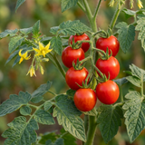 Set of 3 or 6 Tomato ‘Consuelo’ Plants, High Yield Sweet Cherry Tomato, Garden Ready Live Vegetable Seedlings, 1L Root Ball - Frankton's