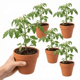 Set of 3 or 6 Tomato ‘Consuelo’ Plants, High Yield Sweet Cherry Tomato, Garden Ready Live Vegetable Seedlings, 1L Root Ball - Frankton's