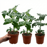 Set of 3 or 6 Tomato Totem Plants, Compact Dwarf Patio Bush Variety, Grow Your Own, Outdoor Garden Ready, 1L Root Ball - Frankton's