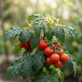 Set of 3 or 6 Tomato Totem Plants, Compact Dwarf Patio Bush Variety, Grow Your Own, Outdoor Garden Ready, 1L Root Ball - Frankton's
