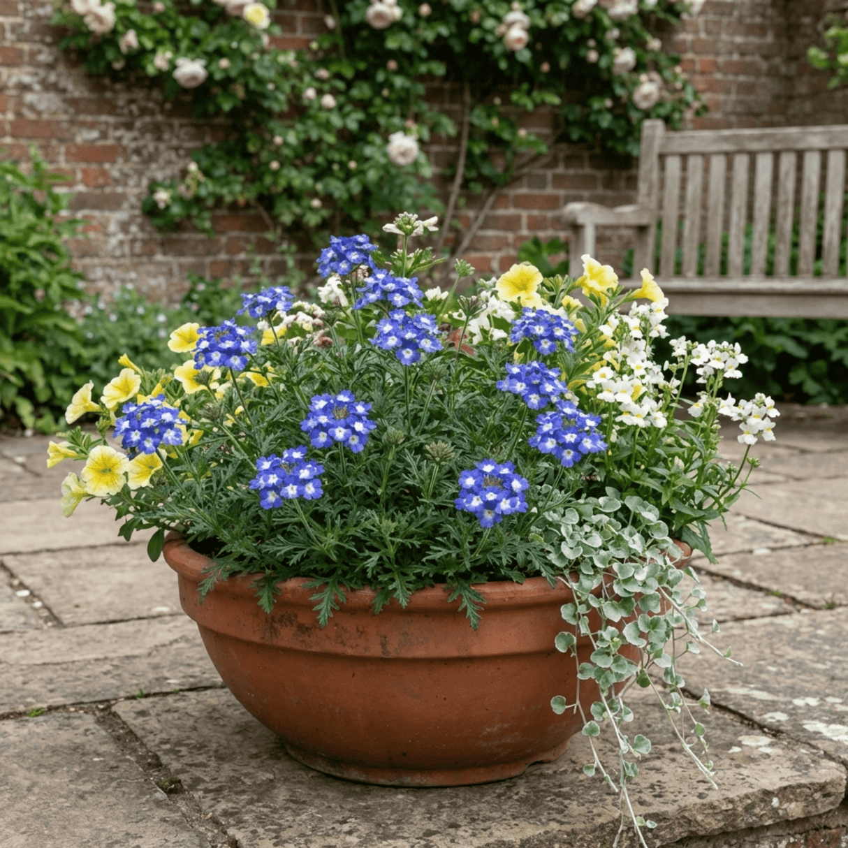 Set of 3 or 6 Trailing Verbena Blue Eye Plants, Summer Flowering Hanging Basket Ready, Outdoor Garden Ready, 10.5cm Root-Ball - Frankton's