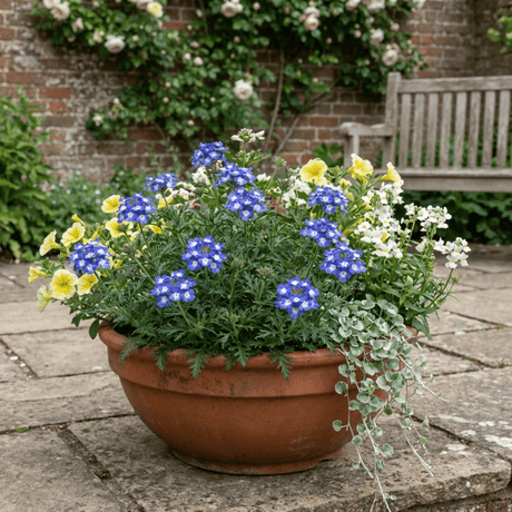 Set of 3 or 6 Trailing Verbena Blue Eye Plants, Summer Flowering Hanging Basket Ready, Outdoor Garden Ready, 10.5cm Root-Ball - Frankton's