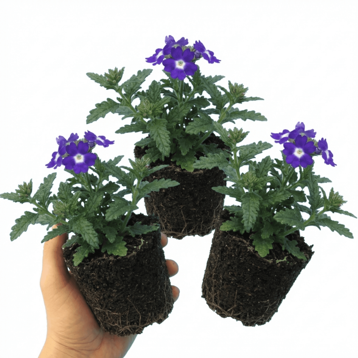 Set of 3 or 6 Trailing Verbena Blue Eye Plants, Summer Flowering Hanging Basket Ready, Outdoor Garden Ready, 10.5cm Root-Ball - Frankton's