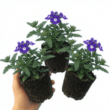 Set of 3 or 6 Trailing Verbena Blue Eye Plants, Summer Flowering Hanging Basket Ready, Outdoor Garden Ready, 10.5cm Root-Ball - Frankton's