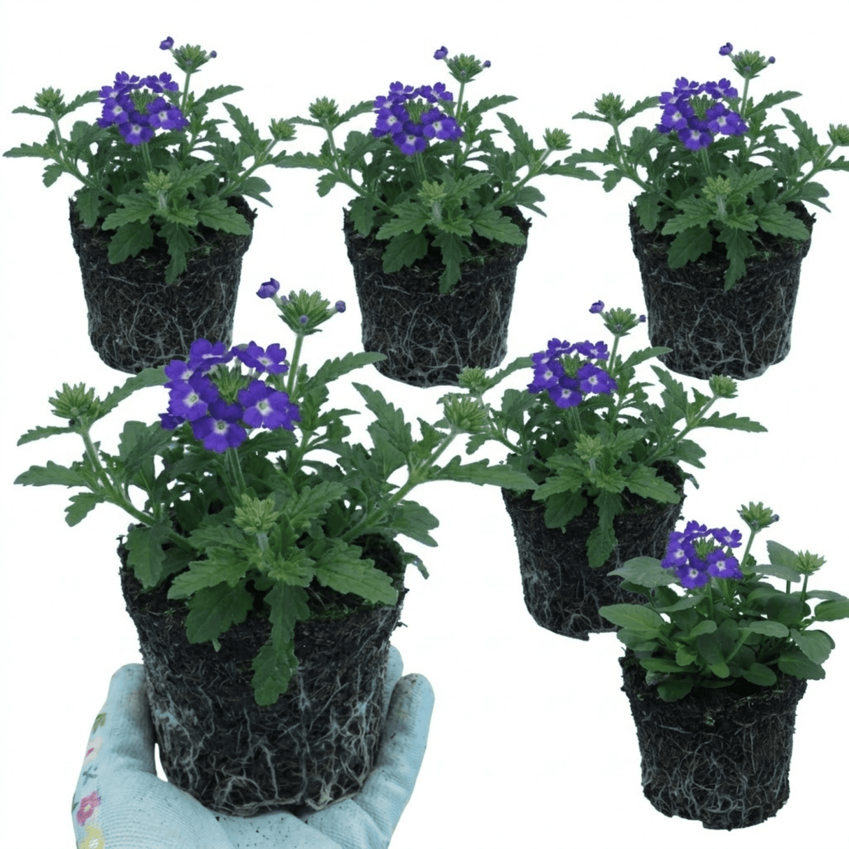Set of 3 or 6 Trailing Verbena Blue Eye Plants, Summer Flowering Hanging Basket Ready, Outdoor Garden Ready, 10.5cm Root-Ball - Frankton's