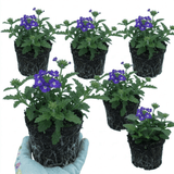 Set of 3 or 6 Trailing Verbena Blue Eye Plants, Summer Flowering Hanging Basket Ready, Outdoor Garden Ready, 10.5cm Root-Ball - Frankton's