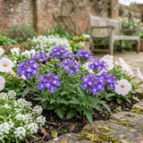 Set of 3 or 6 Trailing Verbena Blue Eye Plants, Summer Flowering Hanging Basket Ready, Outdoor Garden Ready, 10.5cm Root-Ball - Frankton's