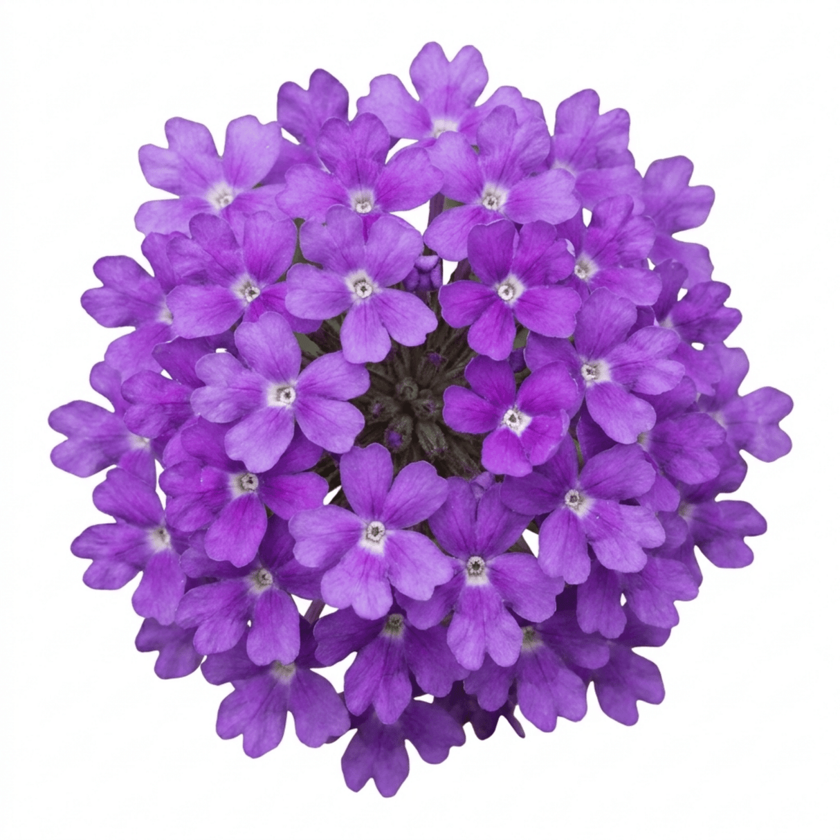 Set of 3 or 6 Verbena Bonariensis Hardy Perennial Plants, Tall Purple Summer Flowers, Outdoor Garden Ready, 1 Litre Root Ball - Frankton's