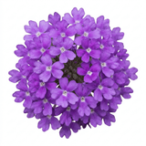Set of 3 or 6 Verbena Bonariensis Hardy Perennial Plants, Tall Purple Summer Flowers, Outdoor Garden Ready, 1 Litre Root Ball - Frankton's