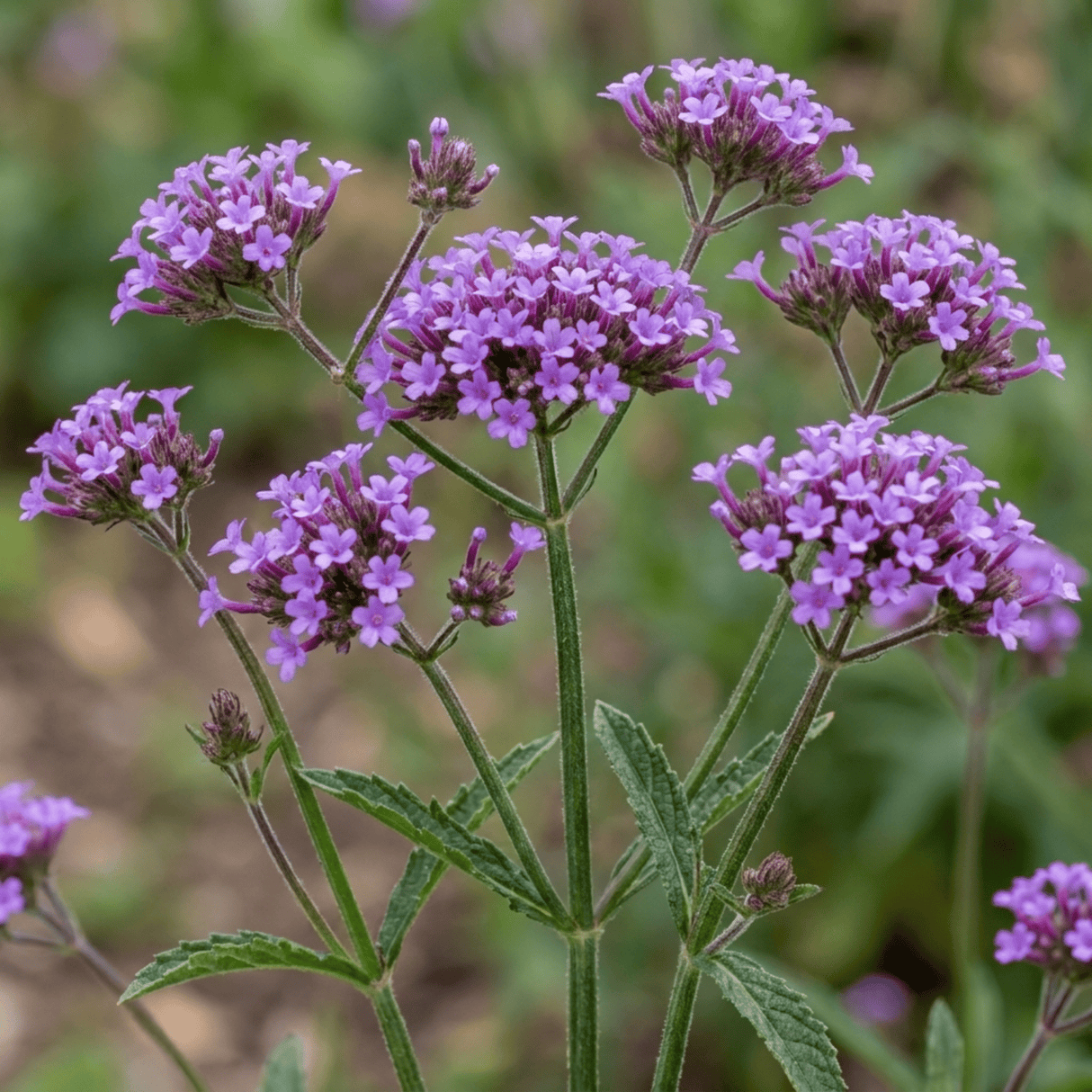 Set of 3 or 6 Verbena Bonariensis Hardy Perennial Plants, Tall Purple Summer Flowers, Outdoor Garden Ready, 1 Litre Root Ball - Frankton's