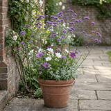 Set of 3 or 6 Verbena Bonariensis Hardy Perennial Plants, Tall Purple Summer Flowers, Outdoor Garden Ready, 1 Litre Root Ball - Frankton's