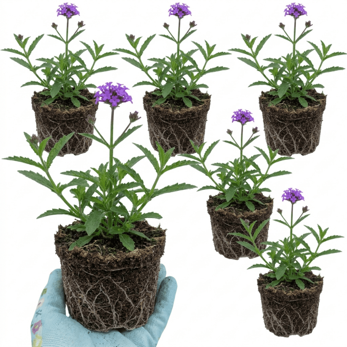 Set of 3 or 6 Verbena Bonariensis Hardy Perennial Plants, Tall Purple Summer Flowers, Outdoor Garden Ready, 1 Litre Root Ball - Frankton's