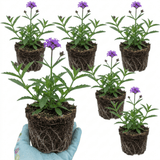 Set of 3 or 6 Verbena Bonariensis Hardy Perennial Plants, Tall Purple Summer Flowers, Outdoor Garden Ready, 1 Litre Root Ball - Frankton's