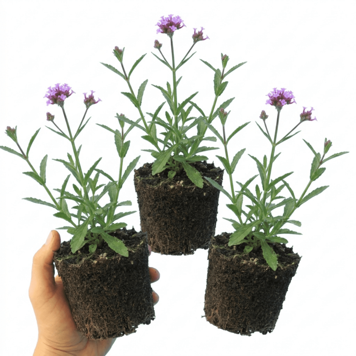 Set of 3 or 6 Verbena Bonariensis Hardy Perennial Plants, Tall Purple Summer Flowers, Outdoor Garden Ready, 1 Litre Root Ball - Frankton's