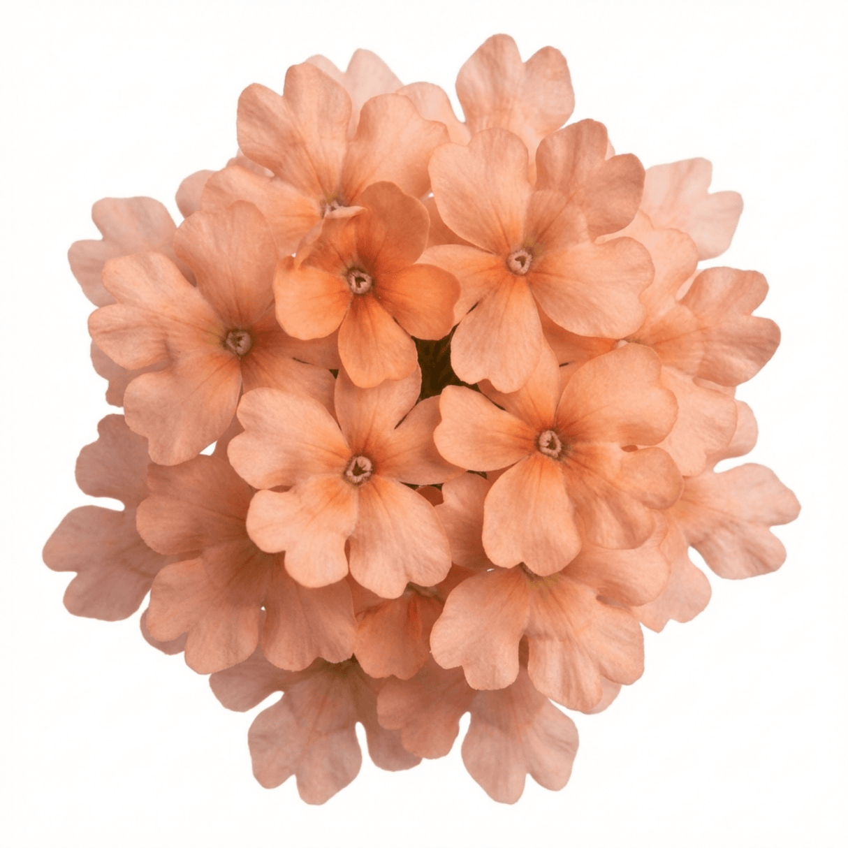 Set of 3 or 6 Verbena Magelana Peach Trailing Plants, Summer Bedding Flowers, Hanging Basket & Garden Ready, 10.5cm Root Ball - Frankton's
