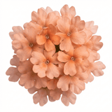Set of 3 or 6 Verbena Magelana Peach Trailing Plants, Summer Bedding Flowers, Hanging Basket & Garden Ready, 10.5cm Root Ball - Frankton's